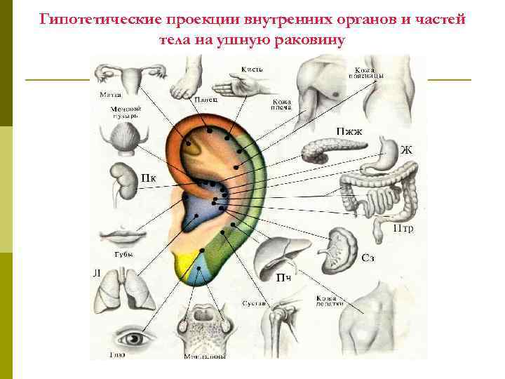 Гипотетические проекции внутренних органов и частей тела на ушную раковину 