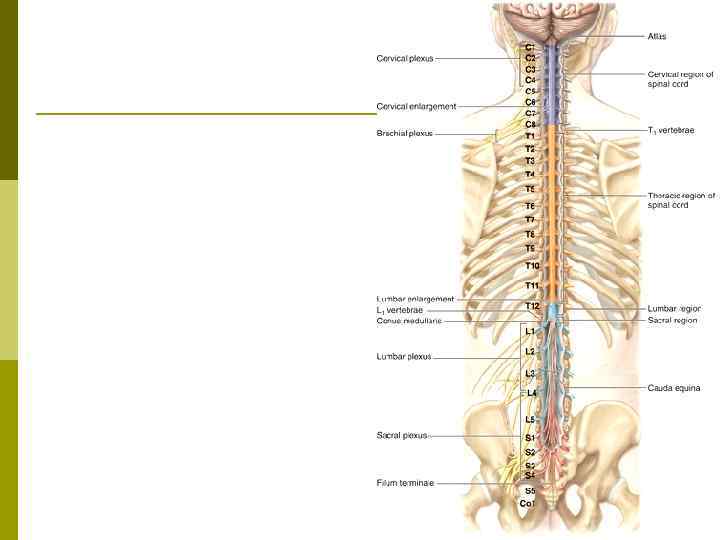 Сегменты спинного мозга 
