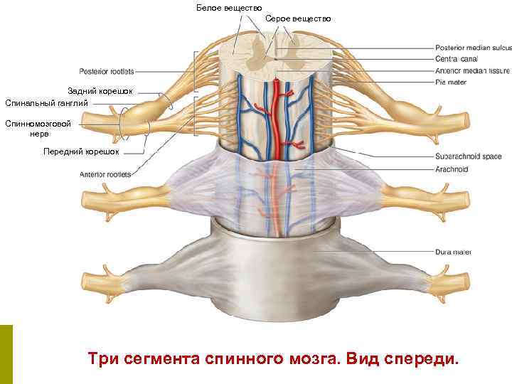 Белое вещество Серое вещество Задний корешок Спинальный ганглий Спинномозговой нерв Передний корешок Три сегмента