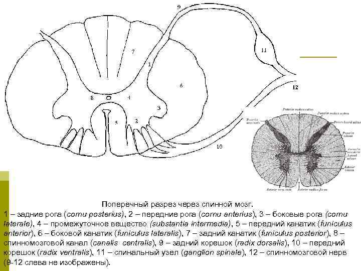 Схема сегмента спинного мозга