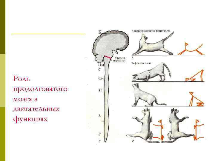 Роль продолговатого мозга в двигательных функциях 