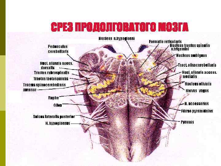 Ядра продолговатого мозга. Внутреннее строение продолговатого мозга, используя атлас. Продольный срез продолговатого мозга. Срез продолговатого мозга с ядрами. Положение ядер в продолговатом мозге.