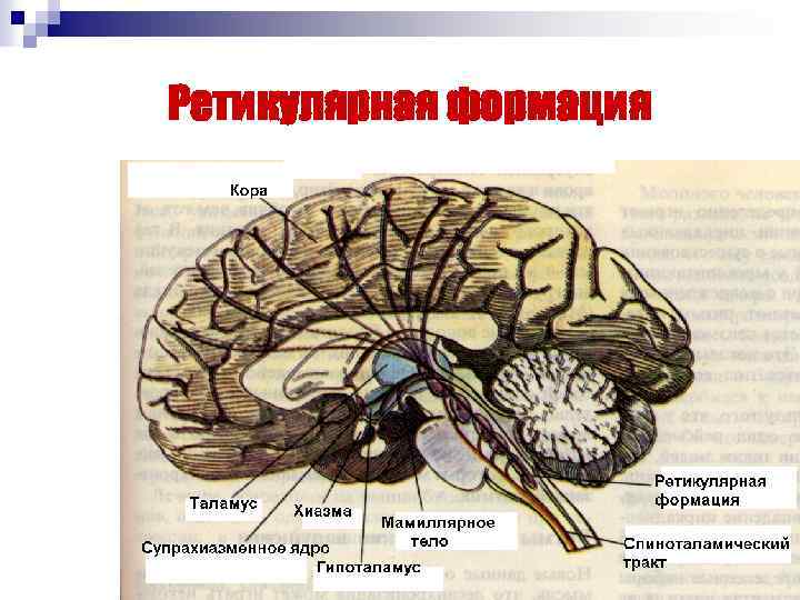 Ретикулярная формация 