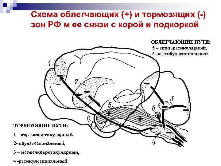 Схема облегчающих (+) и тормозящих (-) зон РФ м ее связи с корой и
