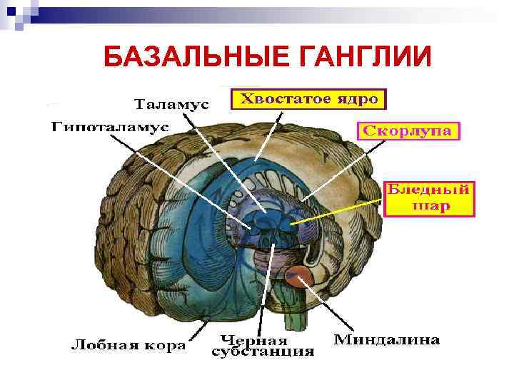БАЗАЛЬНЫЕ ГАНГЛИИ 
