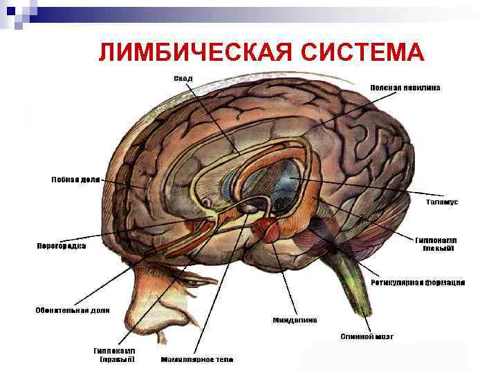 ЛИМБИЧЕСКАЯ СИСТЕМА 