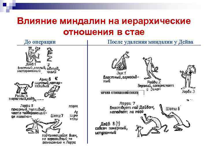 Влияние миндалин на иерархические отношения в стае До операции После удаления миндалин у Дейва
