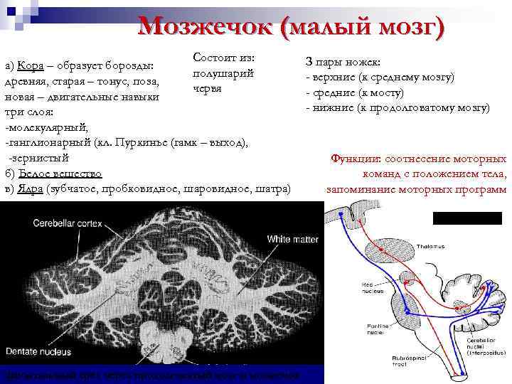 Гемисферы мозжечка изменение. Ядра мозжечка физиология.