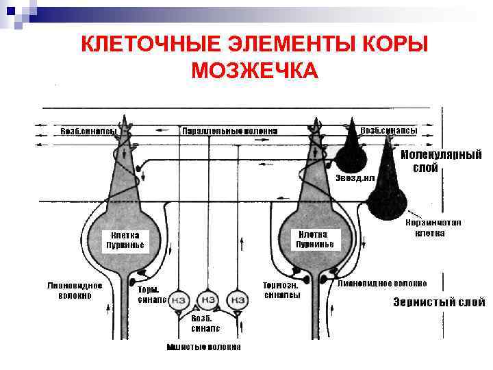 КЛЕТОЧНЫЕ ЭЛЕМЕНТЫ КОРЫ МОЗЖЕЧКА 