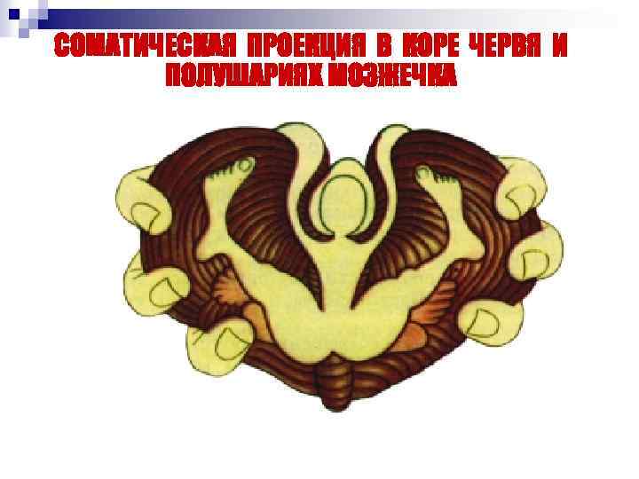 СОМАТИЧЕСКАЯ ПРОЕКЦИЯ В КОРЕ ЧЕРВЯ И ПОЛУШАРИЯХ МОЗЖЕЧКА 