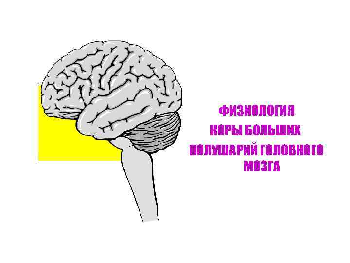 ФИЗИОЛОГИЯ КОРЫ БОЛЬШИХ ПОЛУШАРИЙ ГОЛОВНОГО МОЗГА 