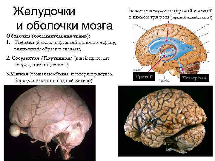 Кора головного мозга фото