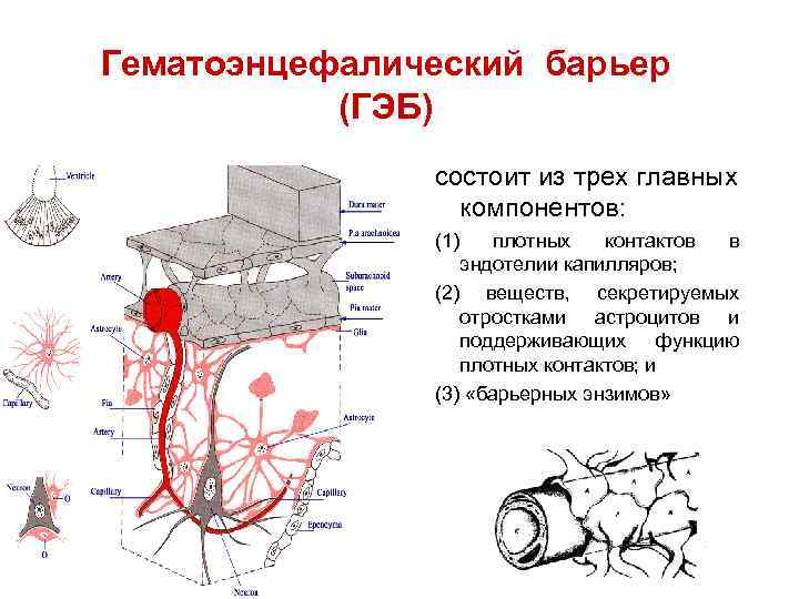 Схема гематоэнцефалического барьера