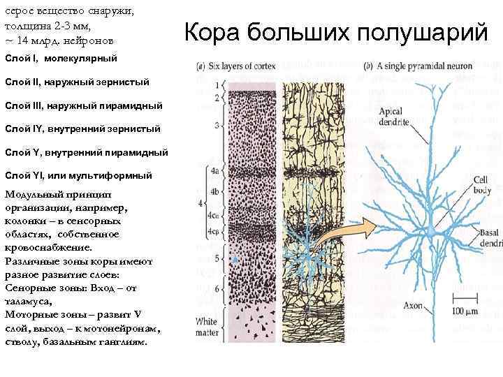 серое вещество снаружи, толщина 2 -3 мм, ~ 14 млрд. нейронов Слой I, молекулярный