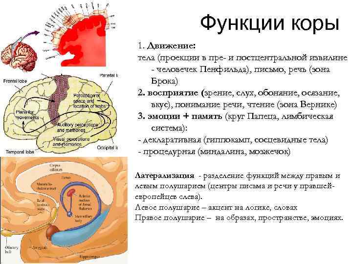 Функции коры