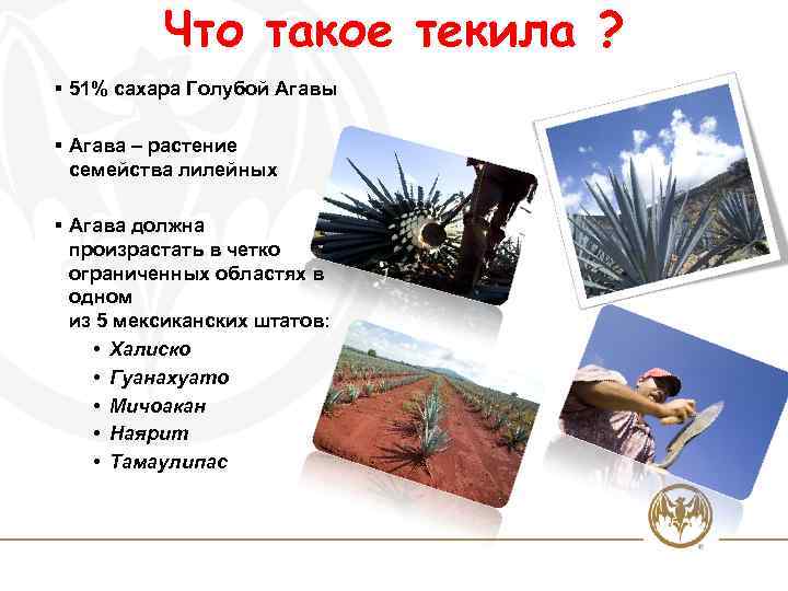 Что такое текила ? § 51% сахара Голубой Агавы § Агава – растение семейства