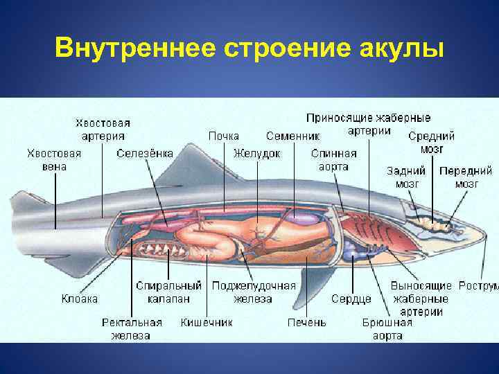 Внутреннее строение акулы 