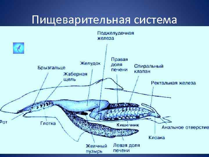 Пищеварительная система рыбы рисунок