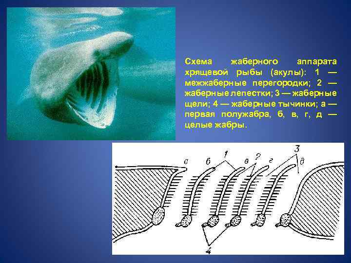 Дыхательная система акулы схема