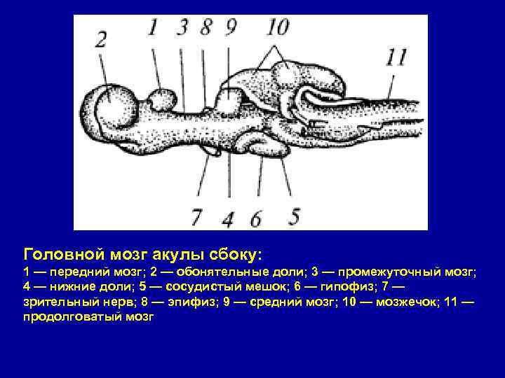 Мозг акулы схема