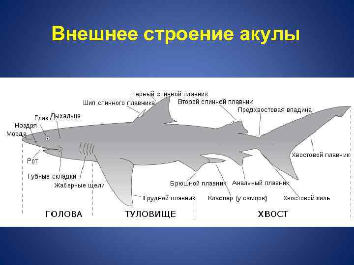 Форма тела торпедообразная представители катран морской. Внешнее строение хрящевых рыб. Внешнее строение хрящевых рыб 7 класс. Хрящевые акулы. Отделы тела акулы.