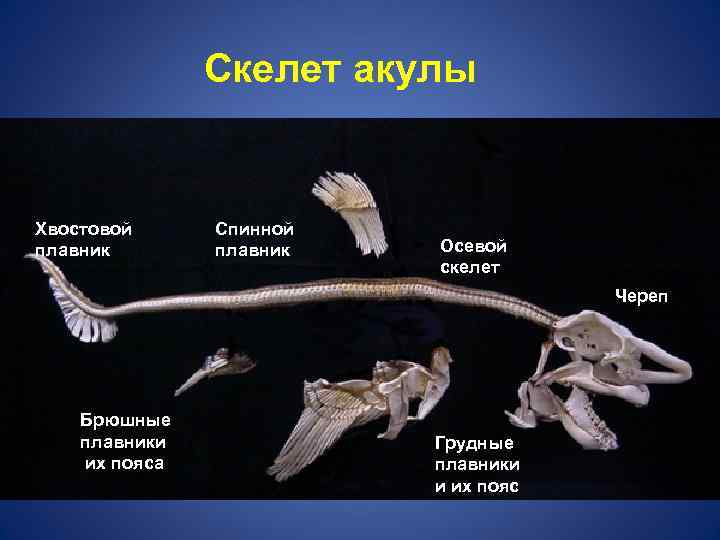 Скелет акулы Хвостовой плавник Спинной плавник Осевой скелет Череп Брюшные плавники их пояса Грудные