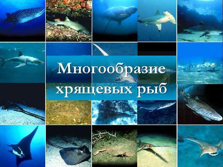 Многообразие хрящевых рыб 