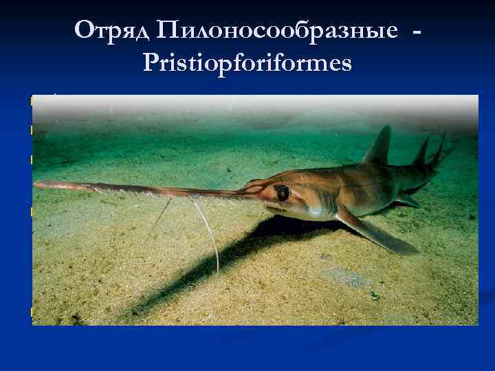 Отряд Пилоносообразные Pristiopforiformes 4 вида; n До 4, 5 м длиной n Населяют теплые