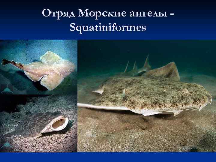 Отряд Морские ангелы Squatiniformes 11 видов; n До 2, 5 м длиной; n Придонный