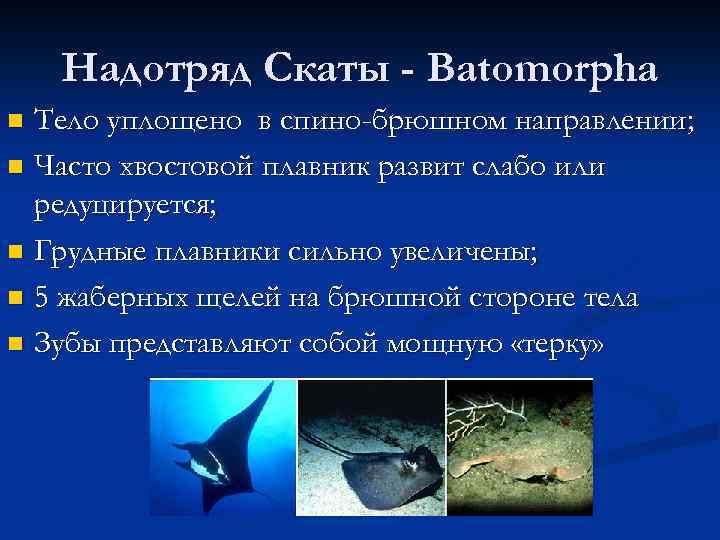 Надотряд Скаты - Batomorpha Тело уплощено в спино-брюшном направлении; n Часто хвостовой плавник развит