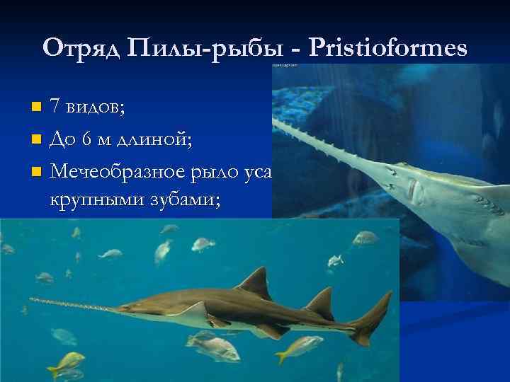 Отряд Пилы-рыбы - Pristioformes 7 видов; n До 6 м длиной; n Мечеобразное рыло
