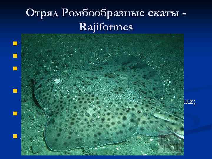 Отряд Ромбообразные скаты Rajiformes Около 100 видов из 3 семейств; n От 30 см