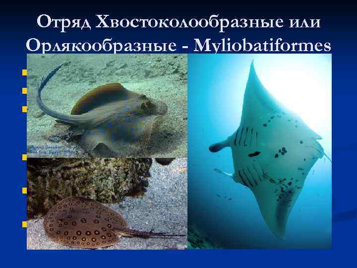 Отряд Хвостоколообразные или Орлякообразные - Myliobatiformes n n n Около 100 видов; От 50
