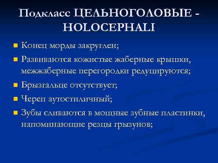 Подкласс ЦЕЛЬНОГОЛОВЫЕ HOLOCEPHALI Конец морды закруглен; n Развиваются кожистые жаберные крышки, межжаберные перегородки редуцируются;