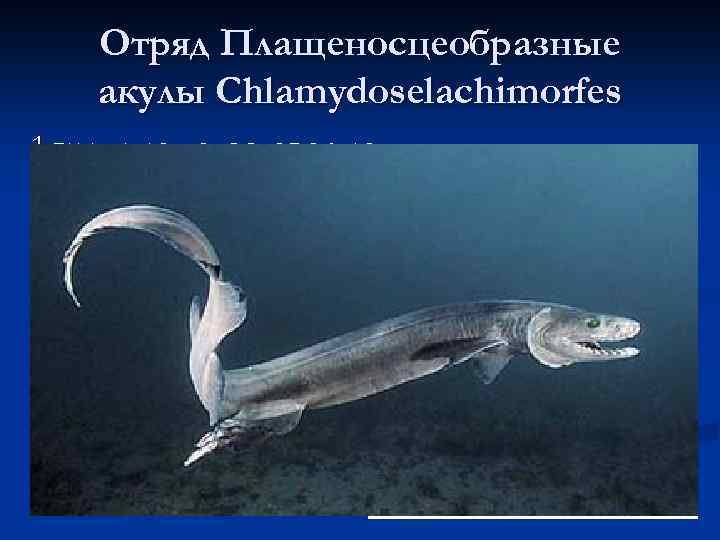 Отряд Плащеносцеобразные акулы Chlamydoselachimorfes 1 вид –плащеносная акула n Акула средних размеров (1 -2