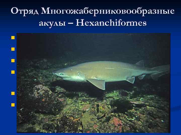 Отряд Многожаберниковообразные акулы – Hexanchiformes 5 видов; n Крупные акулы до 8 м; n