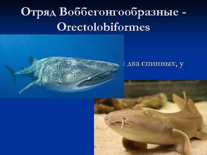 Отряд Воббегонгообразные Orectolobiformes 32 вида из 7 семейств; n имеют анальный плавник и два