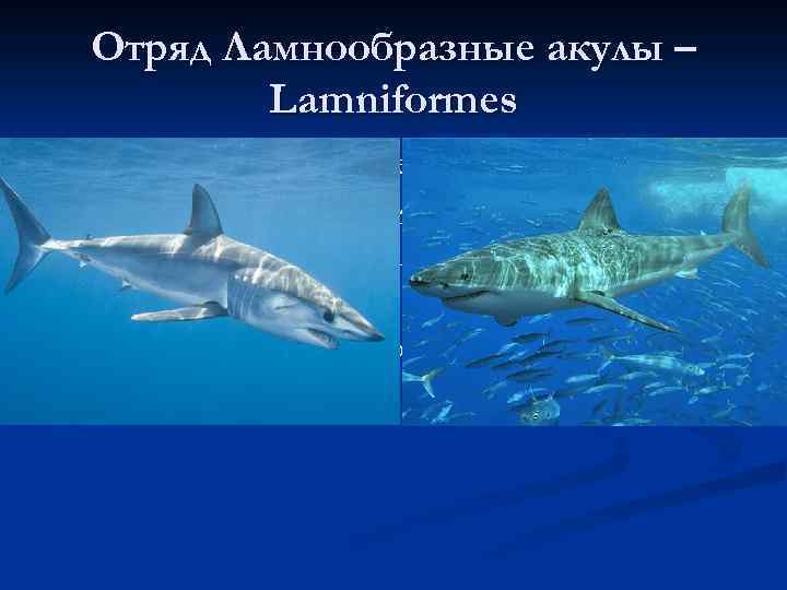 Отряд Ламнообразные акулы – Lamniformes Около 20 видов из 6 семейств; n Крупные виды
