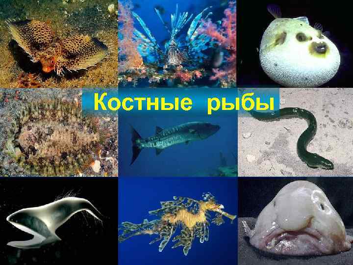  Костные рыбы 