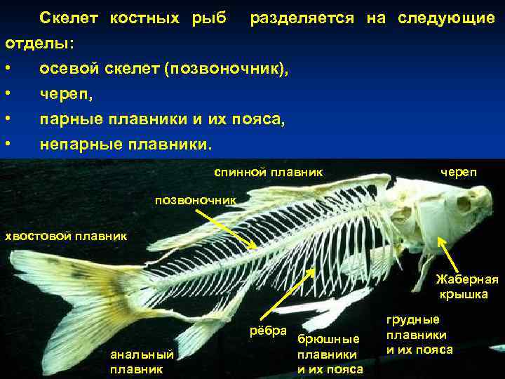 Стадии развития костной рыбы