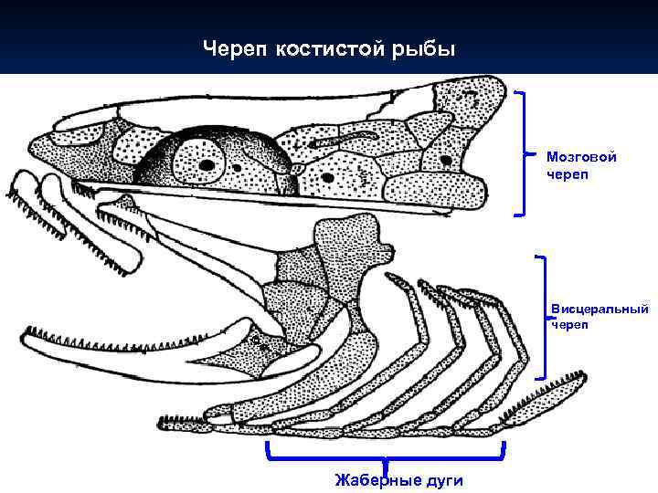 Жаберные крышки у костных рыб