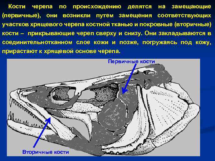 Висцеральный скелет. Замещающие и покровные кости черепа. Висцеральный скелет костистой рыбы. Череп костных рыб замещающие и покровные кости. Висцеральный череп костных рыб.