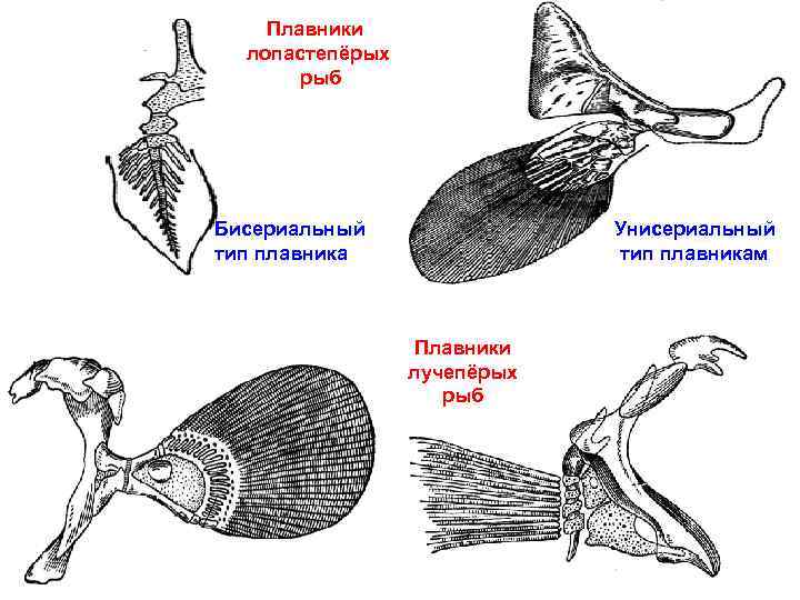 Плавники рыб. Плавники лопастеперых рыб. Плавник лопастеперых рыб строение. Типы плавников у рыб. Бисериальный плавник.