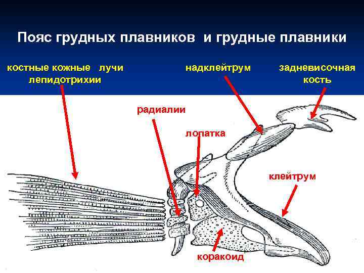 Плавники костных рыб. Плечевой пояс костистой рыбы. Пояс грудных плавн Ков. Строение поясов конечностей костистой рыбы. Грудной плавник костной рыбы.