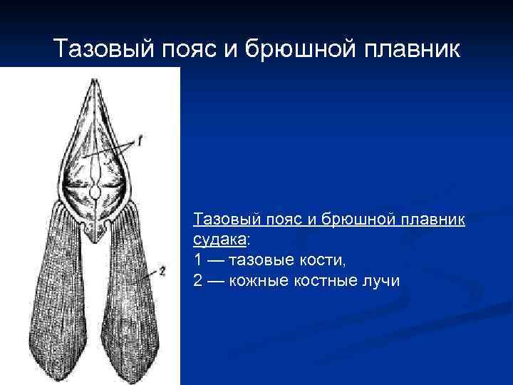 Тазовый пояс и брюшной плавник судака: 1 — тазовые кости, 2 — кожные костные