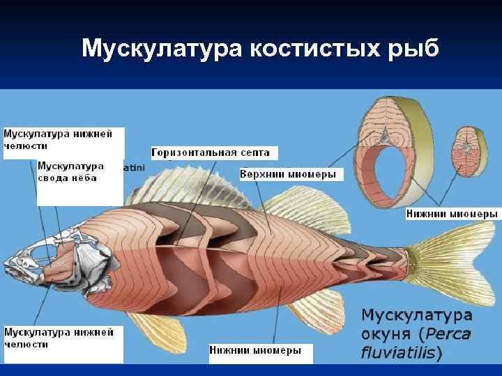 Костные рыбы 8 класс. Мускулатура костных рыб. Мускулатура окуня. Строение костных рыб 7 класс. Рис 114 внутреннее строение костной рыбы.