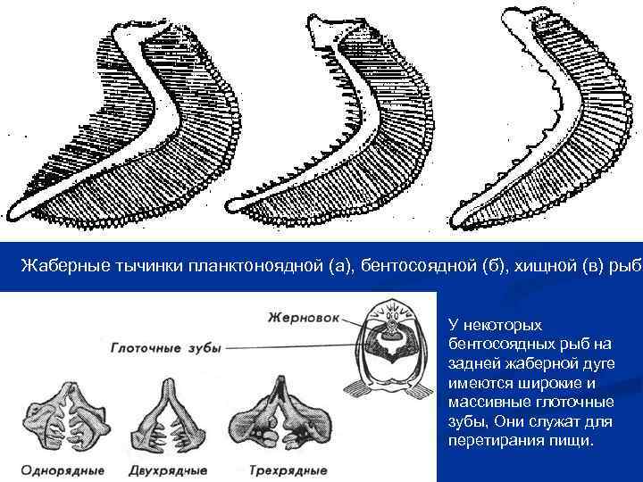 Жаберные тычинки планктоноядной (а), бентосоядной (б), хищной (в) рыб. У некоторых бентосоядных рыб на