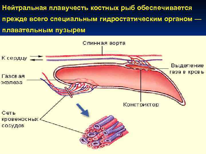 Костные рыбы пузырь