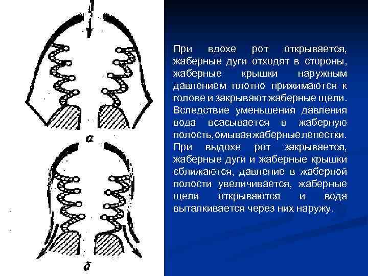 При вдохе рот открывается, жаберные дуги отходят в стороны, жаберные крышки наружным давлением плотно