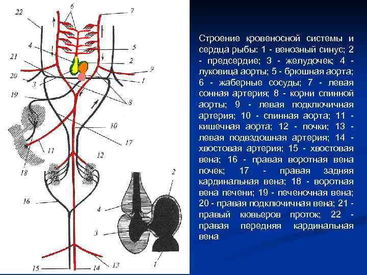 Для кровеносной системы костных рыб характерно